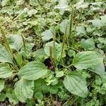 Plantago major 形態