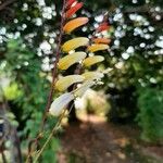 Ipomoea lobata Цвят