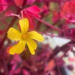 Oxalis vulcanicolaFlower