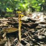 Voyria flavescens Blodyn