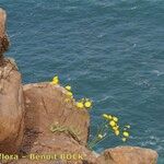 Sonchus ustulatus Habit