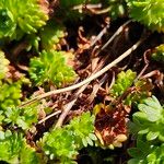 Saxifraga rosacea Kabuk