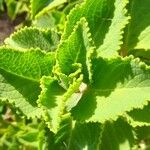 Plectranthus amboinicus Leaf