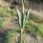 Linaria simplex Hostoa