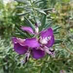 Polygala myrtifoliaFlower