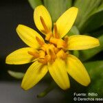 Trixis inula Flower