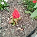 Celosia argenteaFlower