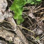 Triodanis perfoliata Blatt