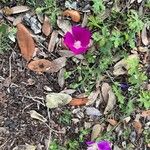 Callirhoe digitata Flower