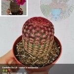 Echinocereus rigidissimus 叶