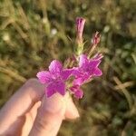 Dianthus armeriaЦвят