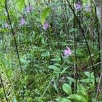 Pogonia ophioglossoides Kukka