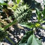 Datura stramoniumFruit