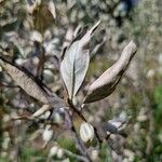 Elaeagnus commutata Blatt