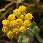Helichrysum odoratissimum Blüte