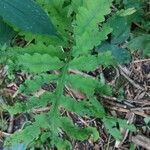 Onoclea sensibilis Leaf