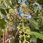Catha edulis Λουλούδι