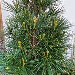 Sciadopitys verticillata Libunga