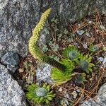 Orostachys spinosa Habitus