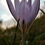 Crocus reticulatus 花