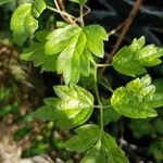 أنواع غير معروفةLeaf