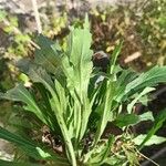 Erigeron sumatrensis Leaf