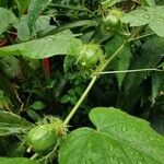 Passiflora foetida Fruit