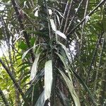 Salacca zalacca ശീലം
