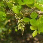 Dalbergia melanoxylon Цвят