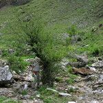 Cotoneaster affinis Habitat