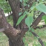 Euonymus maackii Bark