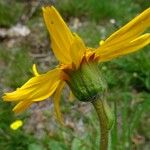 Arnica montana 花