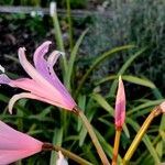 Nerine bowdenii Kvet