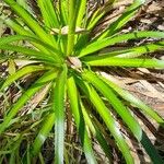 Eryngium paniculatum ഇല