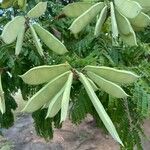 Caesalpinia decapetala Fruct