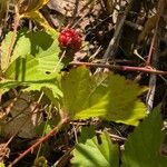 Rubus flagellaris 葉