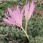 Colchicum bivonae Квітка