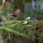 Epilobium roseum Flors