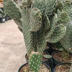 Consolea rubescens Hábito