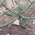 Euphorbia caerulescens Leaf