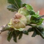 Malva parviflora Plod