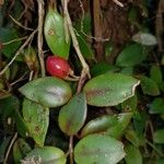 Codonanthopsis crassifolia Fruchs