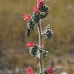 Echium angustifolium പുഷ്പം