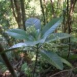 Alstonia costata Hábito
