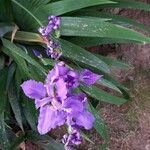 Iris tectorum Květ