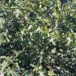 Ficus carica Агульны выгляд