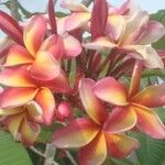 Plumeria rubra Blüte