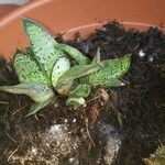 Goodyera tesselata Leaf