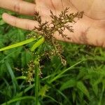 Scleria gaertneri Blatt