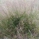 Agrostis capillaris অভ্যাস